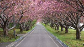 函館の桜並木です