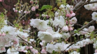 「松月」という名前の桜の花